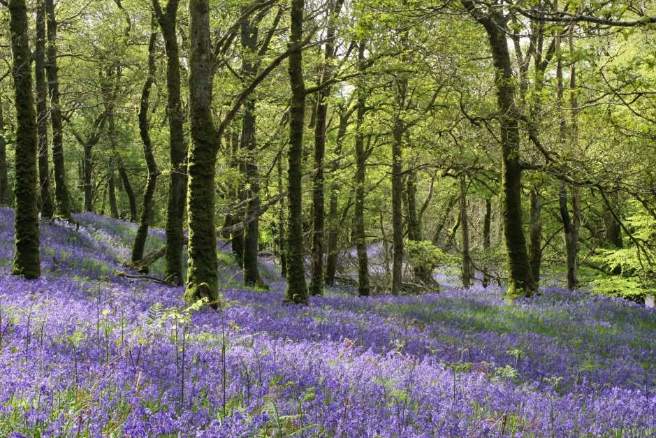 A wood filled with bluebells in sunshine